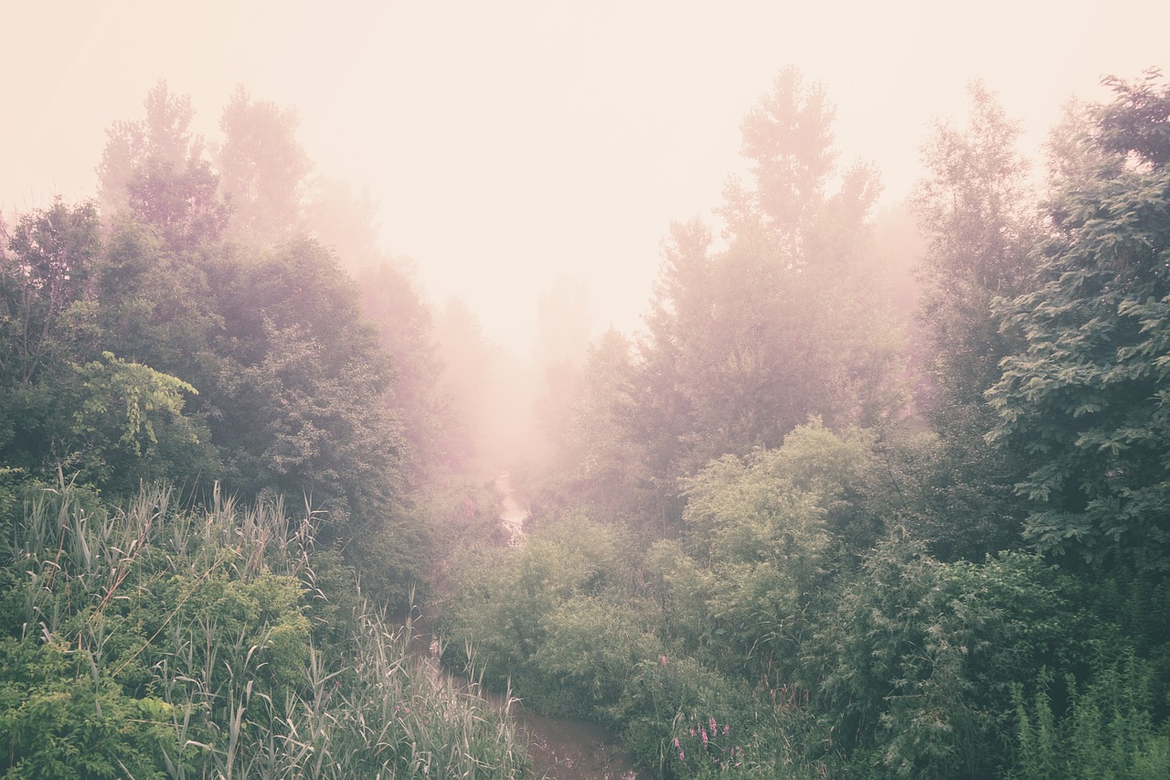 forest-871943_1280